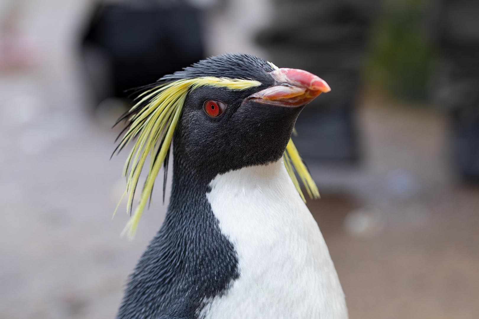 Northern rockhopper penguin looking directly at camera [eye-contact] IMAGE: Sian Addison 2018